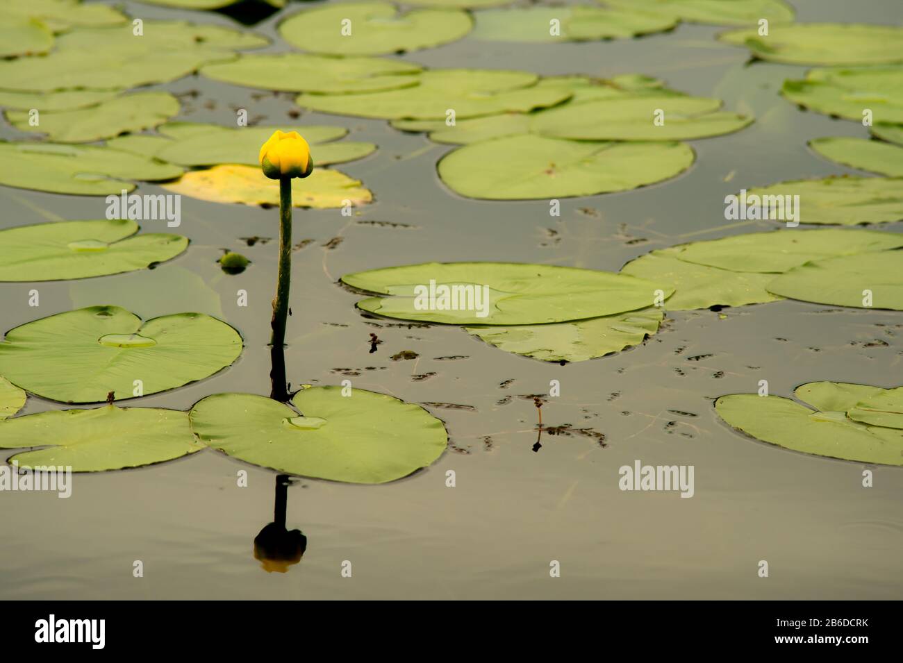 Lily pad bloom in pond Stock Photo