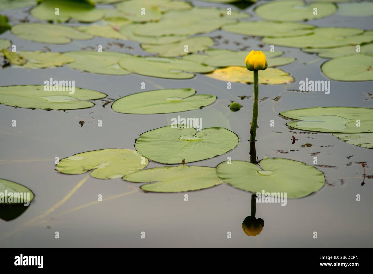 Lily pad bloom in pond Stock Photo Alamy