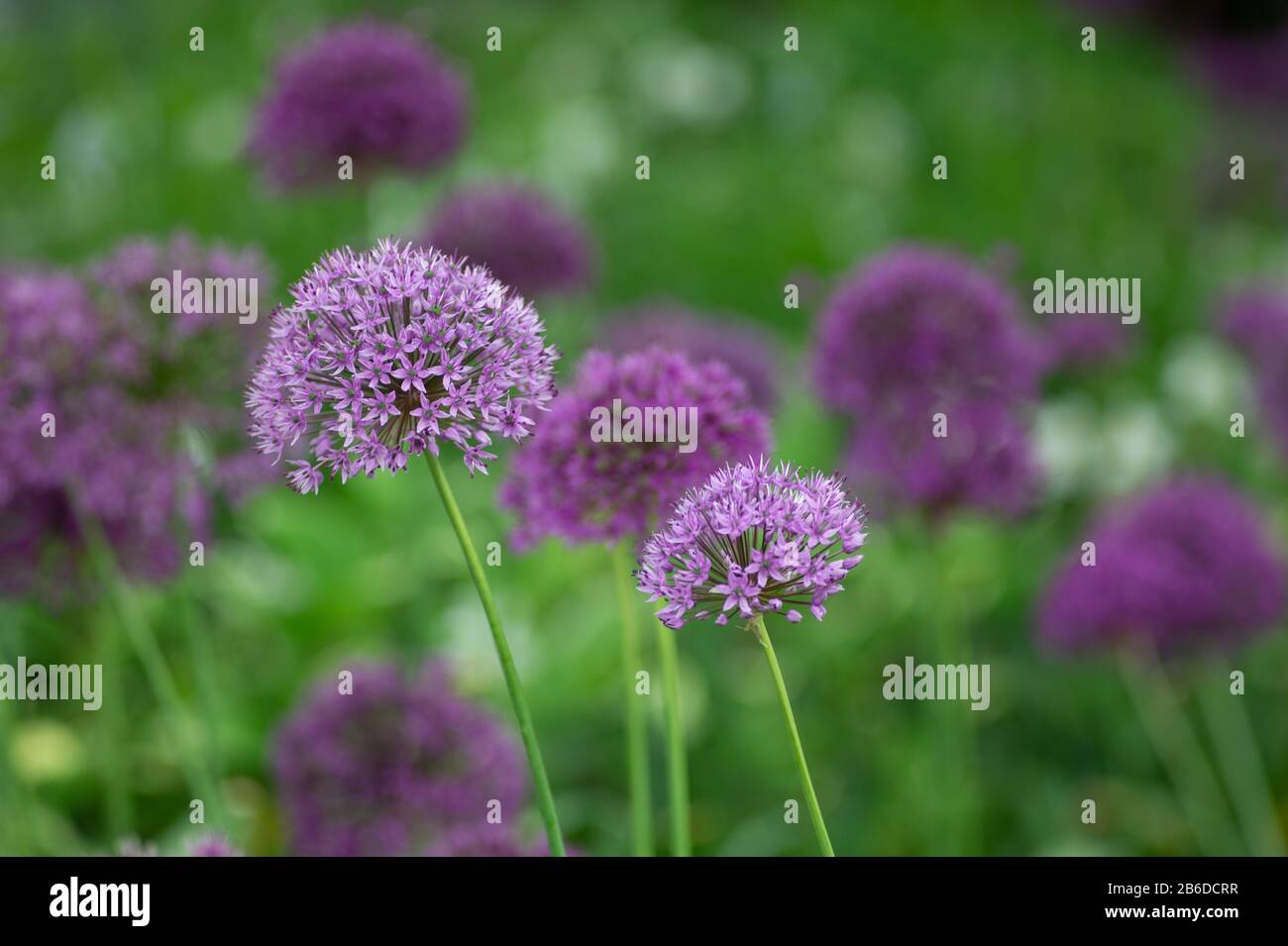 Photography flowers hi-res stock photography and images - Alamy