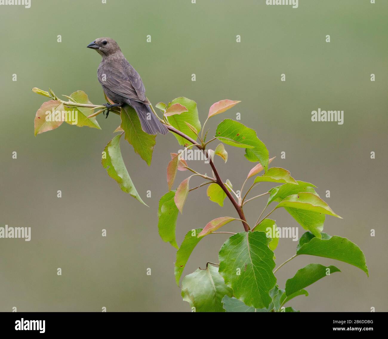 A female brown-headed cowbird (Molothrus ater) perches at the top of a Callery pear (Pyrus calleryana) tree at Seven Islands State Birding Park, Knox Stock Photo