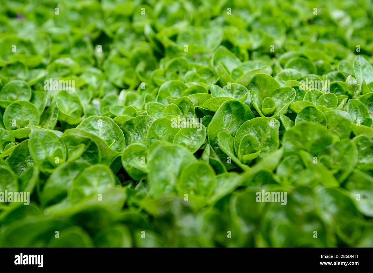 Abstract water plant green leaves background with shalllow DOF Stock Photo