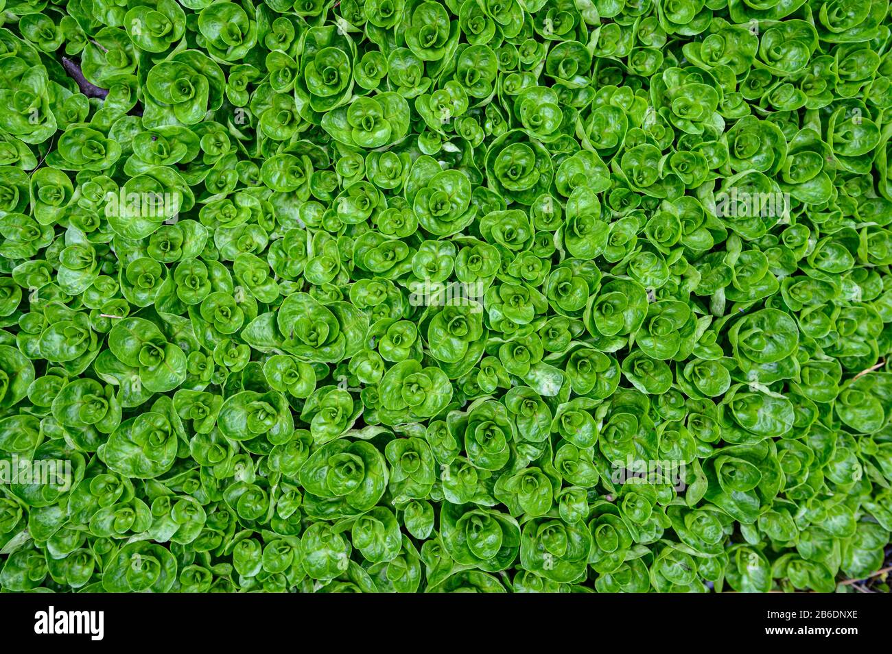 Abstract water plant green leaves background Stock Photo