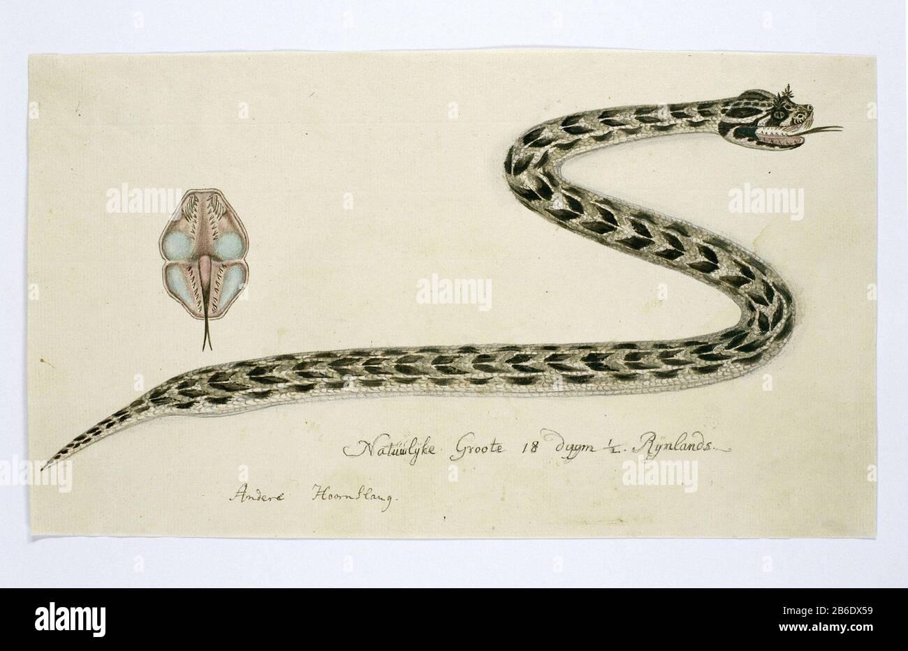 Pencil Snake High Resolution Stock Photography And Images Alamy An image of a snake drawing. https www alamy com bitis cornuta soiled horned viper bitis cornuta soiled horned viper property type drawing animal study album sheet item number rp t 1914 17 106 inscriptions brands annotation bottom center pen and dark brown or black over pencil natural groote 18 duijm rijnlands other long horns the you of duijm erroneously spelled as ij the second rule is not written in pencil written in handwriting gordon or the first secretary with the ss in uppercase description poisonous snake like protrusions with two horns above the eyes him his name geven manufacturer artist robert ja image348201205 html