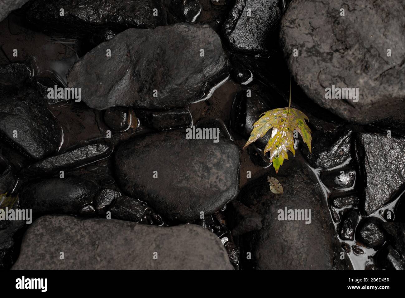 Last Leaf Stock Photo