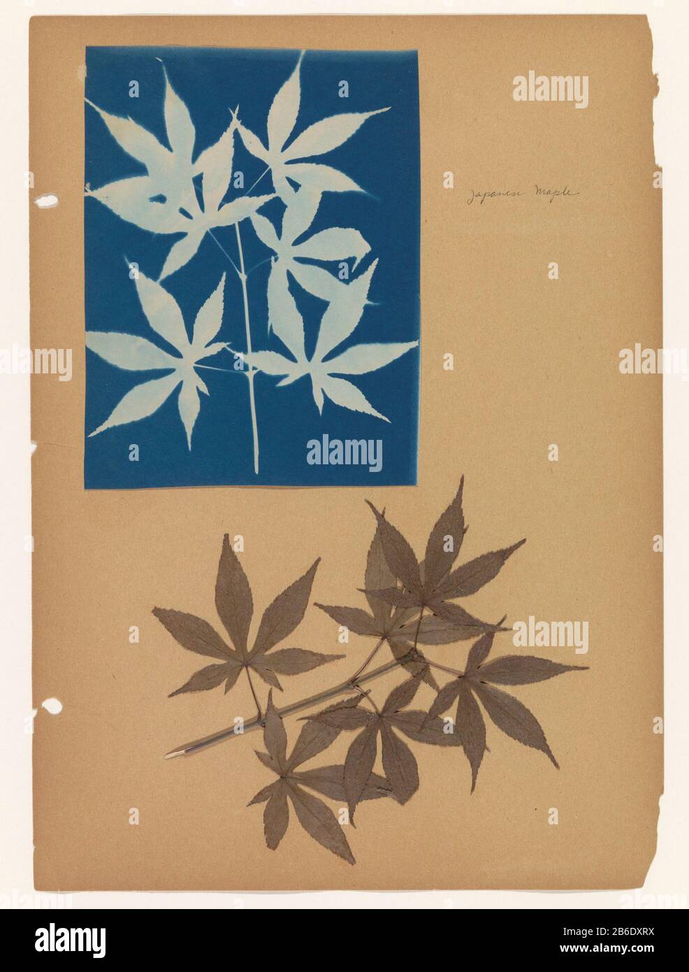 Sheet cyanotype photogram of a Japanese maple leaf and the leaf itself Leaf with cyanotype photogram of leaves of a Japanese maple and the blade itself object type: photo photogram Item number: RP-F 2013-20-2 Inscriptions / Brands: annotation, recto, handwriting: 'japanese maple' Manufacturer : photographer: anonymous place manufacture: USA Date: ca. 1900 - ca. 1920 Physical features: cyanotypie Material: paper paper sheet (plant material) Technique: cyanotypie Dimensions: Secondary medium: h 367 mm × W 265 mmCyanotypie print: h 186 mm × W 140 mm Subject: trees (+ leaf) Stock Photo