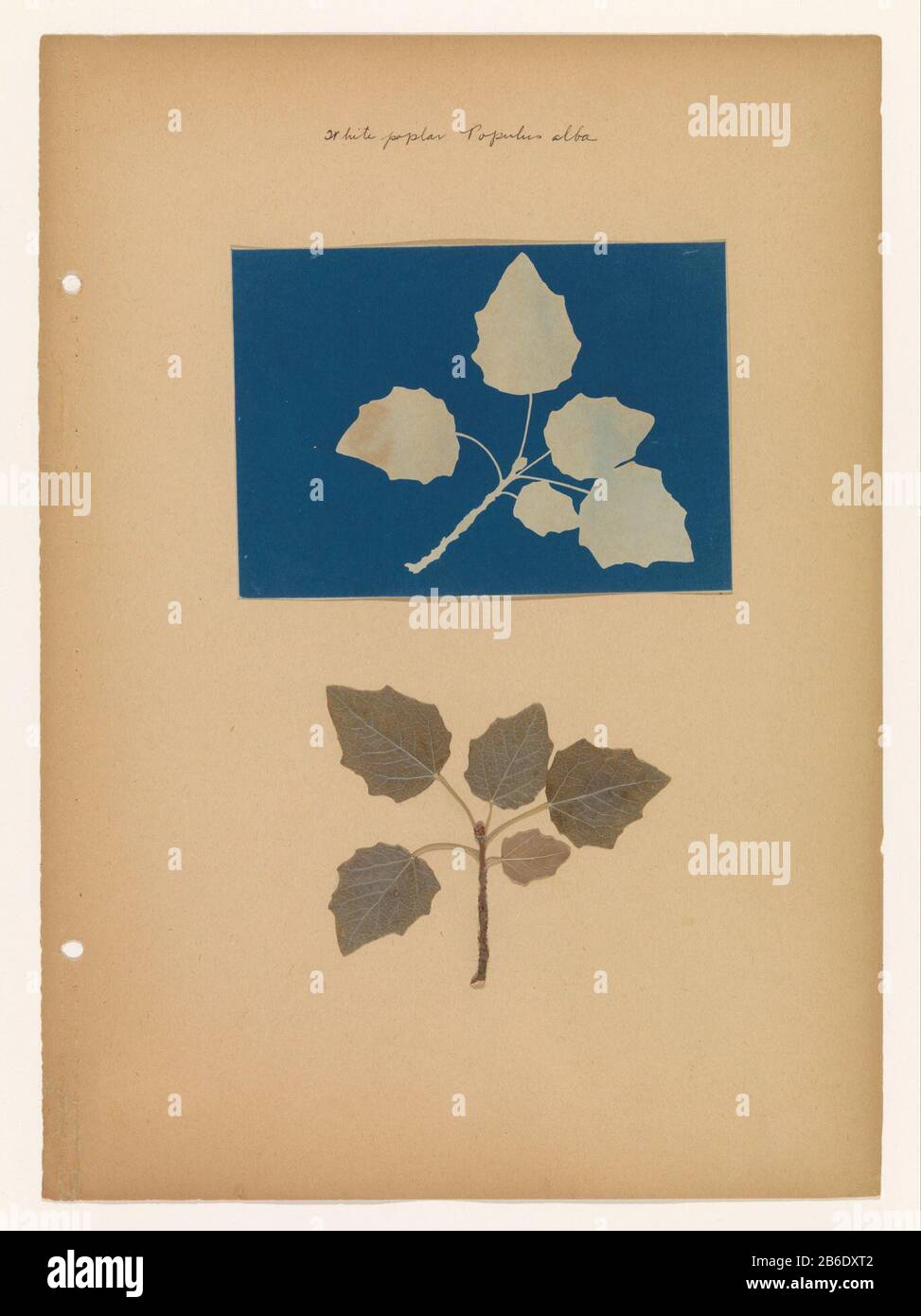 Sheet cyanotype photogram of a sheet of white albeel and the blade itself Leaf with cyanotype photogram of leaf of a White albeel and the blade itself object type: photo photogram Item number: RP-F 2013-20-3 Inscriptions / Brands: annotation, recto, handwriting: 'White poplar Populus alba' Manufacture Creator: photographer: anonymous place manufacture: USA Date: ca. 1900 - ca. 1920 Physical features: cyanotypie Material: paper paper sheet (plant material) Technique: cyanotypie Dimensions: Secondary medium: h 367 mm × W 265 mmCyanotypie print: h 111 mm × b 156 mm Subject: trees (+ leaf) Stock Photo