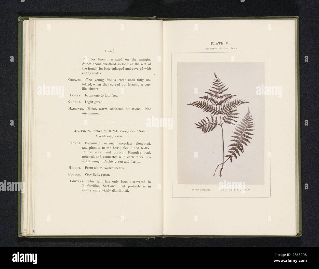 Leaves of the female and of the bracken fern Pteris Aquilina Athyrium Filix-foemina (title object) Leaves female fern and adelaarsvarenPteris Aquilina Athyrium Filix-foemina (title object) Property Type: photo page Item number: RP-F 2001-7-400-6 Inscriptions / Brands: inscription, recto, printed: 'Plate VI. One-tenth natural size.' Manufacturer : Photographer: Sydney CourtauldPlaats manufacture: England Date: ca. 1867 - or for 1877 Material: paper Technique: albumen print dimensions: photo: H 121 mm × W 86 mmToelichtingFoto front page 14. Subject: ferns Stock Photo