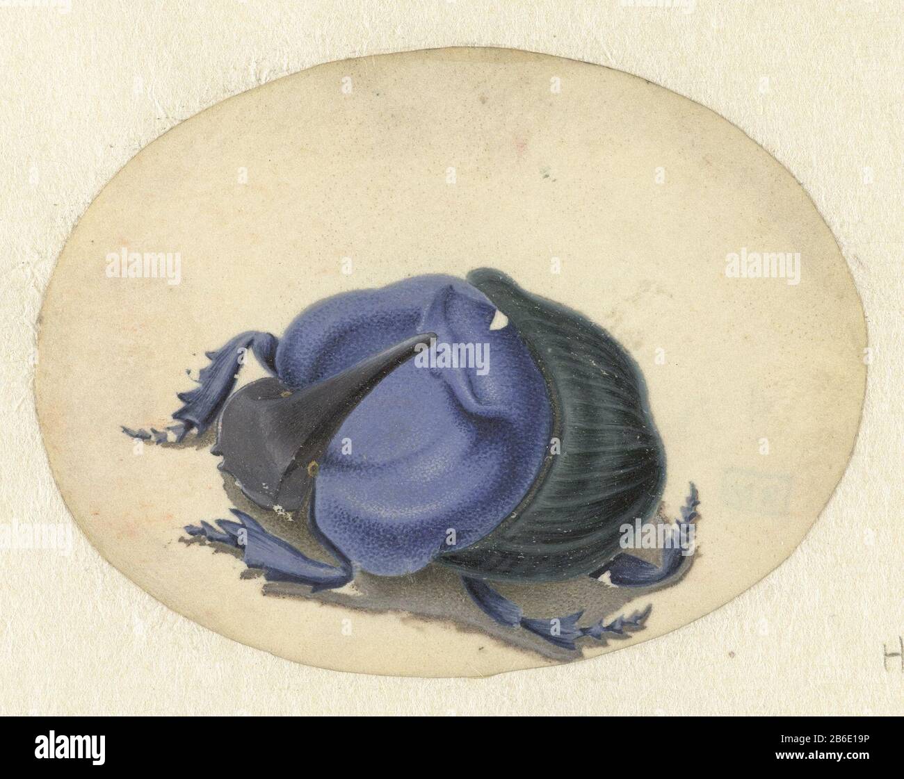 Blue Beetle Animals (series title) Blue beetle animals (series title) Property Type: drawing Serial Number: 8 / 8Objectnummer: RP-T-1884-A-330H Manufacturer : artist: John Augustin van der Goes Dated: 1690 - 1700 Physical features: brush in body color in color, gouache, on parchment material: parchment gouache finishing paint (water) Measurements: h 60 mm (oval) × b 80 mm Subject: insects: beetle Stock Photo