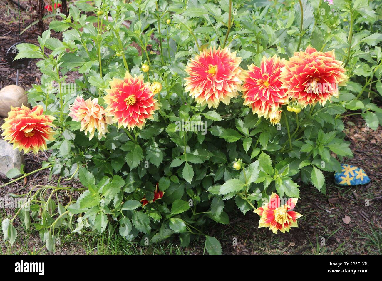 Huge and colorful Ketchup and Mustard red and yellow dahlias. Stock Photo