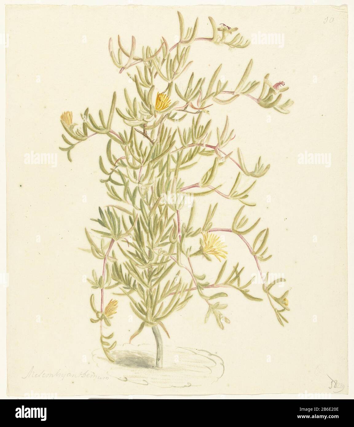 Blooming Mesembryanthemum from the family of Aizoaceae Flowering Mesembryanthemum from the family of Aizoaceae Object Type : drawing watercolor Item number: RP-T 1948-108 Manufacturer : artist: Laurens Vincentsz. van der Vinne Dating: 1668 - 1729 Physical features: brush in watercolor in colors on a signature in pencil or black krijt Material: paper watercolor technique: penseel Dimensions: H 422 mm × W 371 mm Subject: plants and herbs (with NAME) Stock Photo