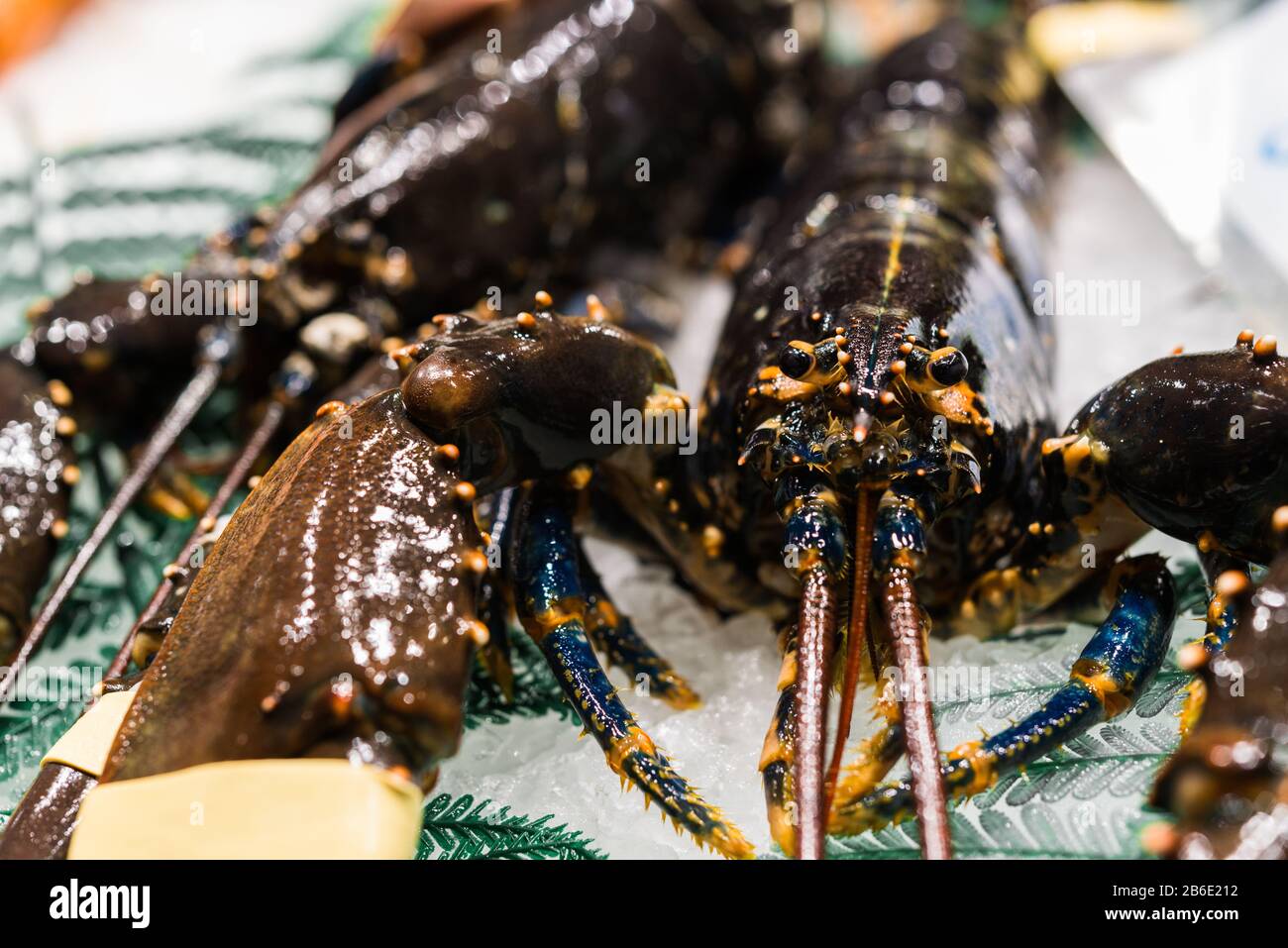 Close up food photo of a raw seafood lobster at the farmers market stall. Stock Photo