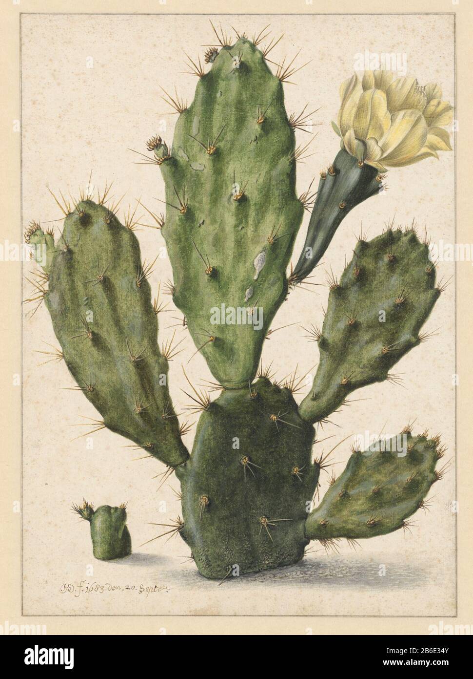 Flowering pear cactus Flowering prickly pear cactus object type: drawing Object number: RP-T-1902-A-4578 Inscriptions / Brands: Ficus Americana major folio / spinosa fructu major. spinis Longissimo Manufacturer : artist: Herman Saftleven Dating: Sep 20 1683 Physical features: brush in watercolor in colors, gouache material: paper watercolor gouache (watercolor) Dimensions: H 355 mm × W 256 mm Subject: plants and herbs: cactus Stock Photo