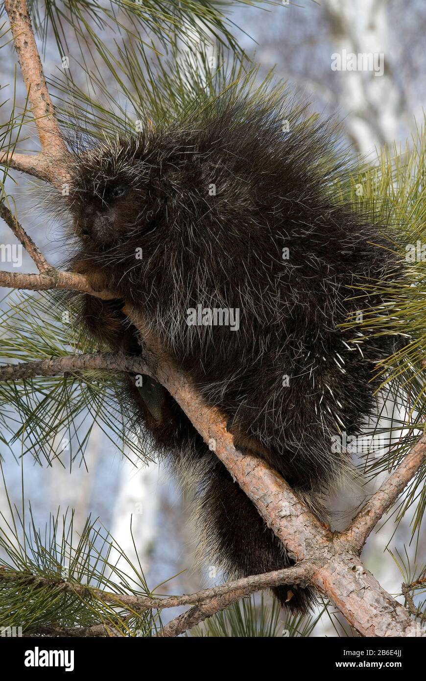North American Porcupine (Erethizon dorsatum) North America, by Dominique Braud/Dembinsky Photo Assoc Stock Photo