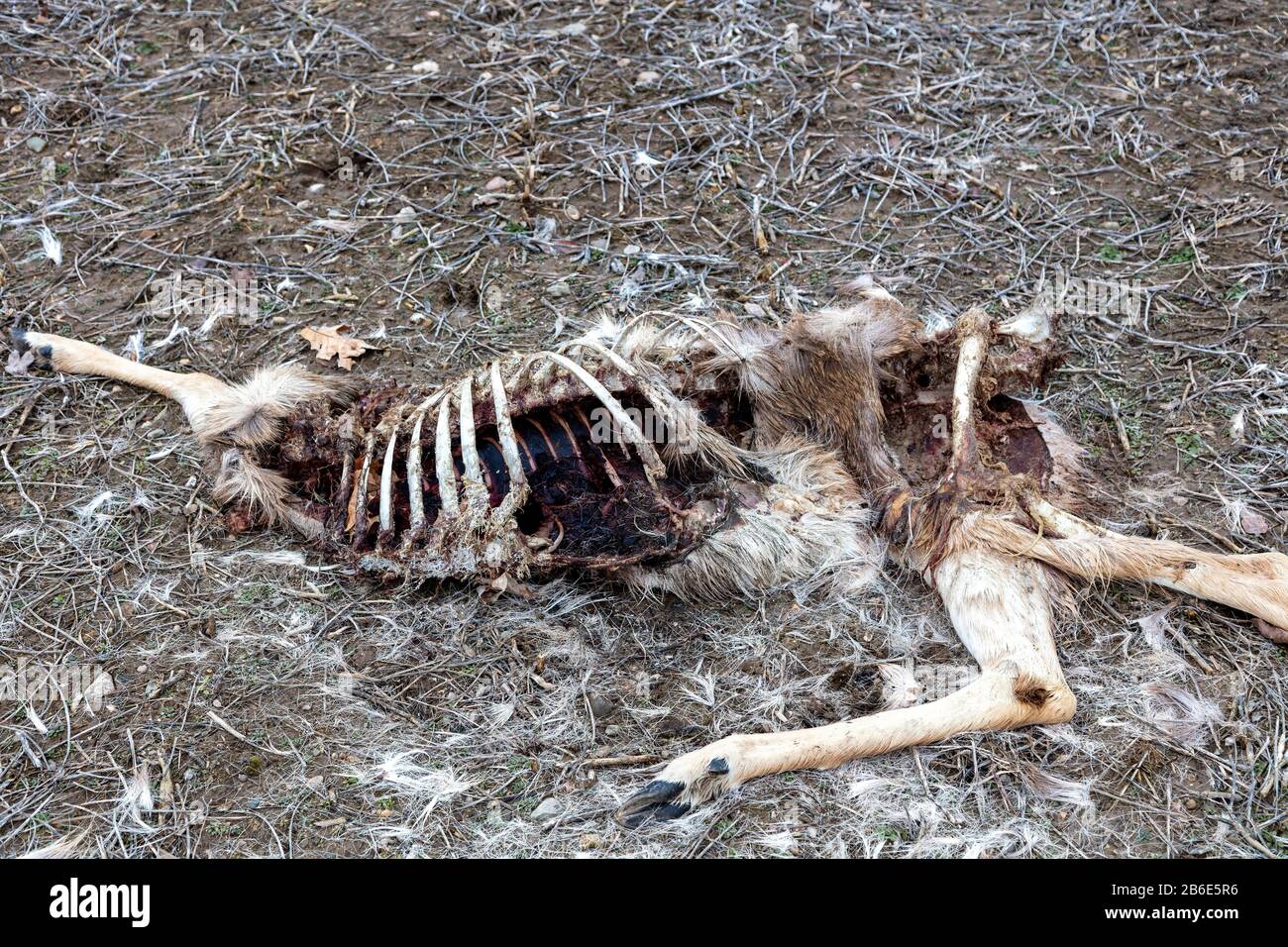 Carcass of dead White-tailed Deer (Odocoileus virginianus), E USA, by James D Coppinger/Dembinsky Photo Assoc Stock Photo
