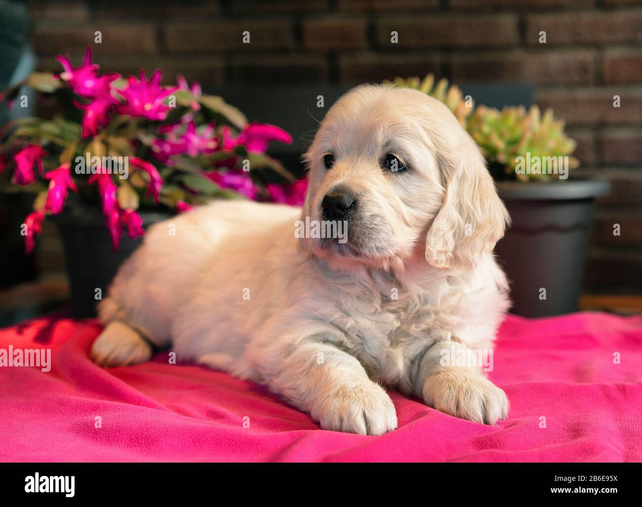 Cute two months golden retriever puppy lying down portrait in a pink ...