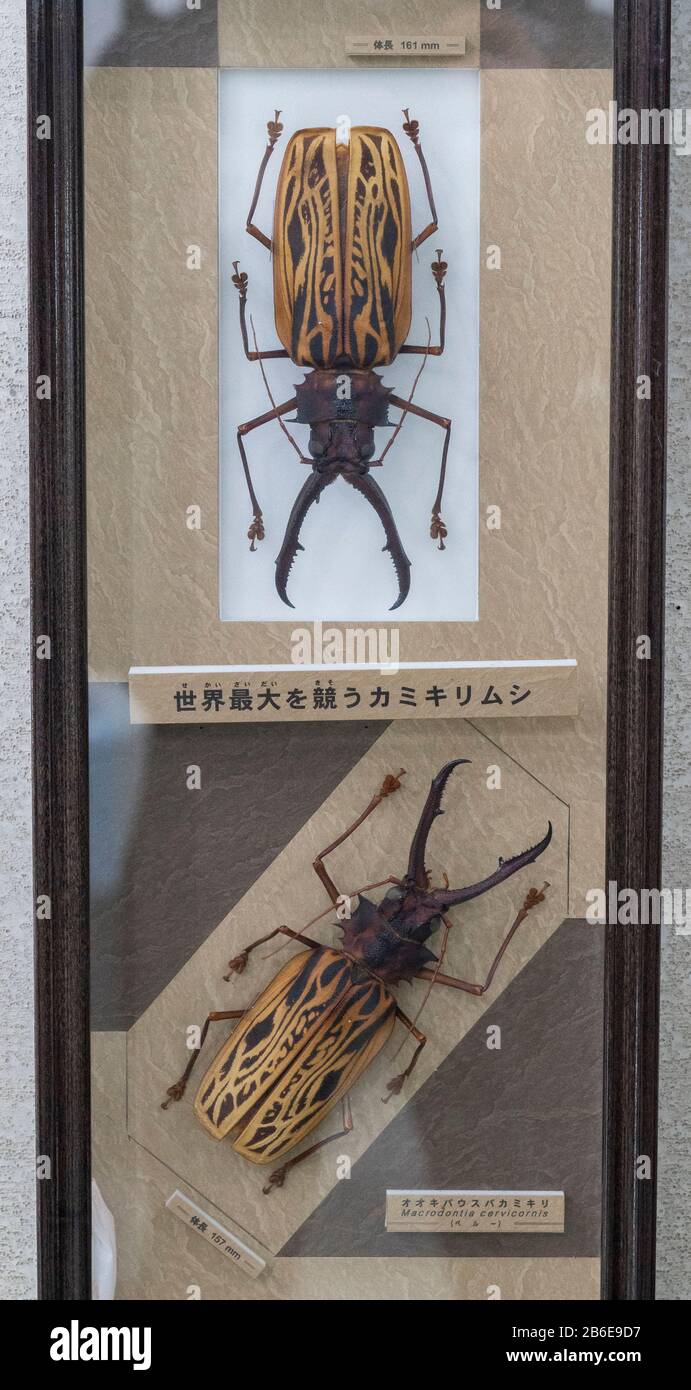 Specimen exhibition of Sabertooth Longhorn beetle (Macrodontia
