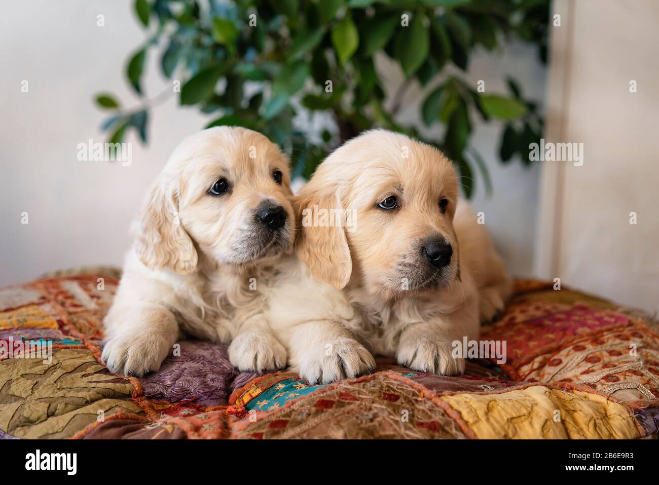 Couple of cute golden retriever puppies lying down portrait Stock Photo ...