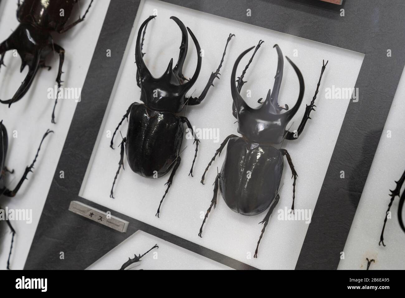 Specimen exhibition of beetle, Nawa Museum of Insects, Gifu City, Gifu Prefecture, Japan Stock Photo