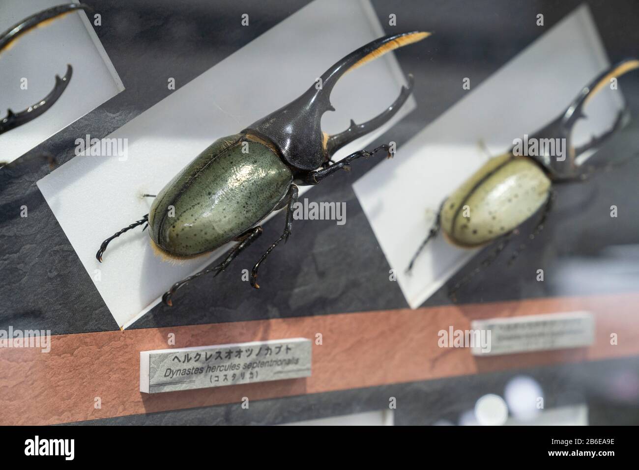 Specimen exhibition of beetle, Nawa Museum of Insects, Gifu City, Gifu Prefecture, Japan Stock Photo