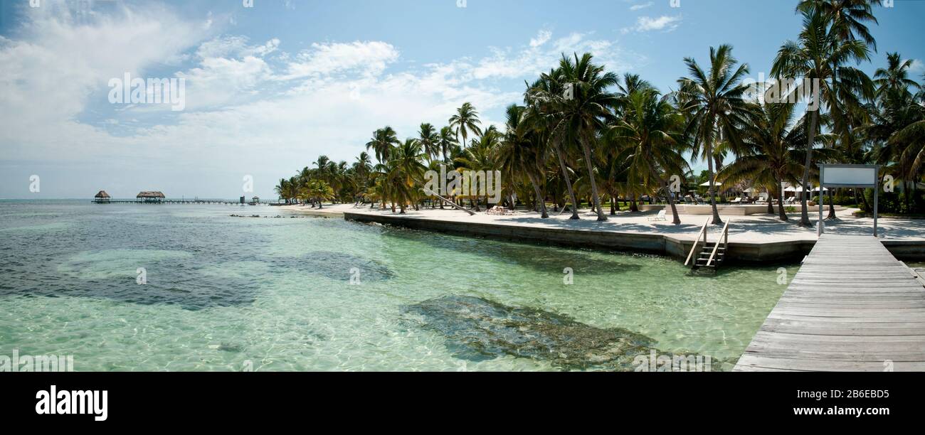 Palm trees on the beach, Victoria House, Corozal District, San Pedro
