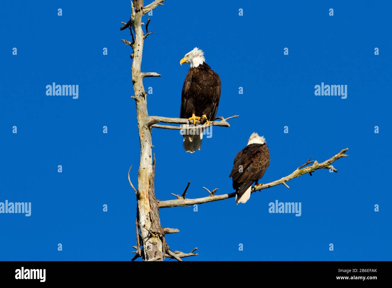Two Bald Eagles (Haliaeetus leucocephalus) perched on dead branches of a douglas fir tree along the coast at Nanaimo, Vancouver Island, BC, Canada Stock Photo