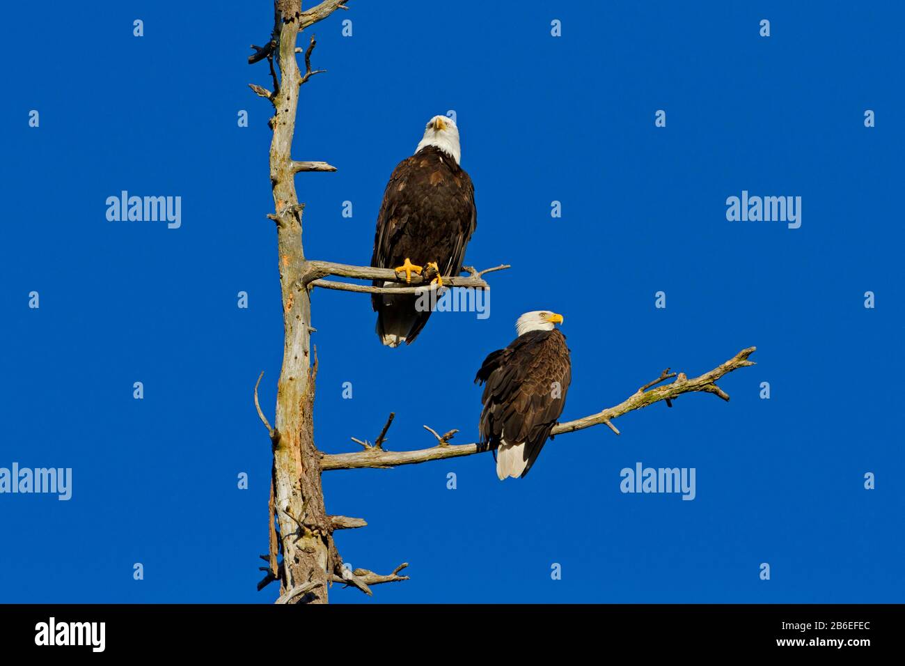 Two Bald Eagles (Haliaeetus leucocephalus) perched on dead branches of a douglas fir tree along the coast at Nanaimo, Vancouver Island, BC, Canada Stock Photo