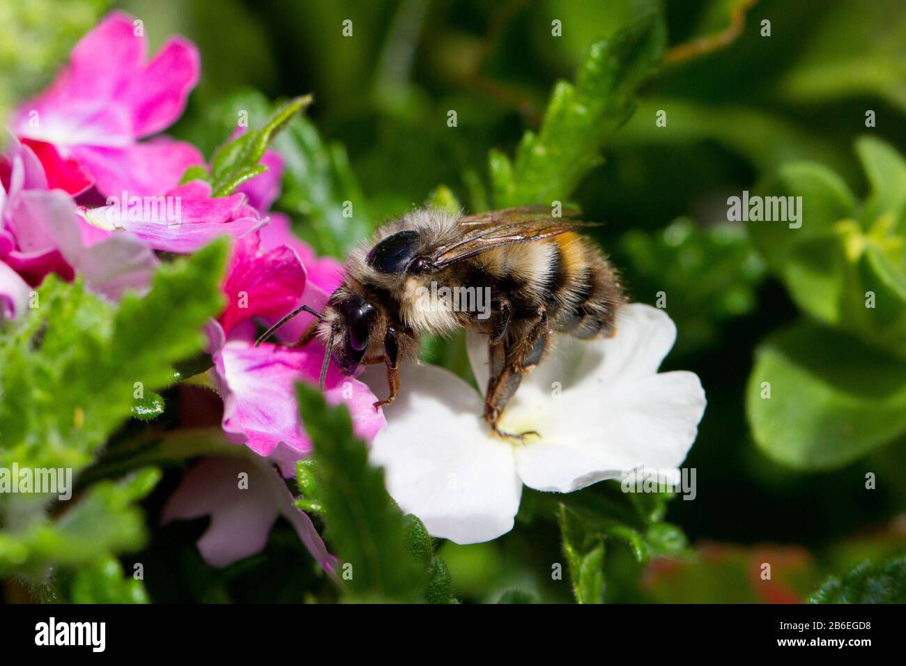 A honey bee pollinating a petunia flower in a garden in Nanaimo