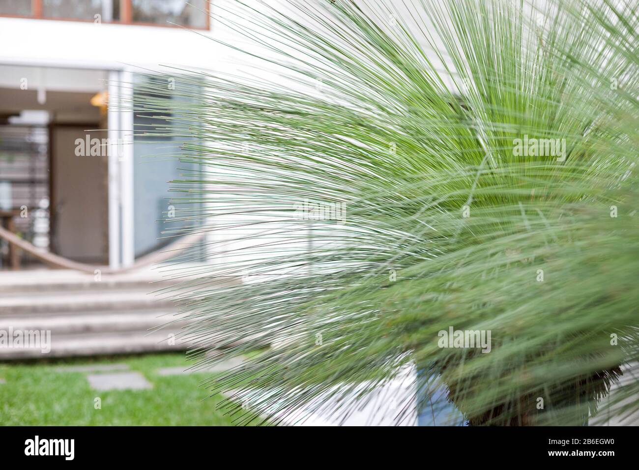 An elegant needle leave plant Stock Photo Alamy