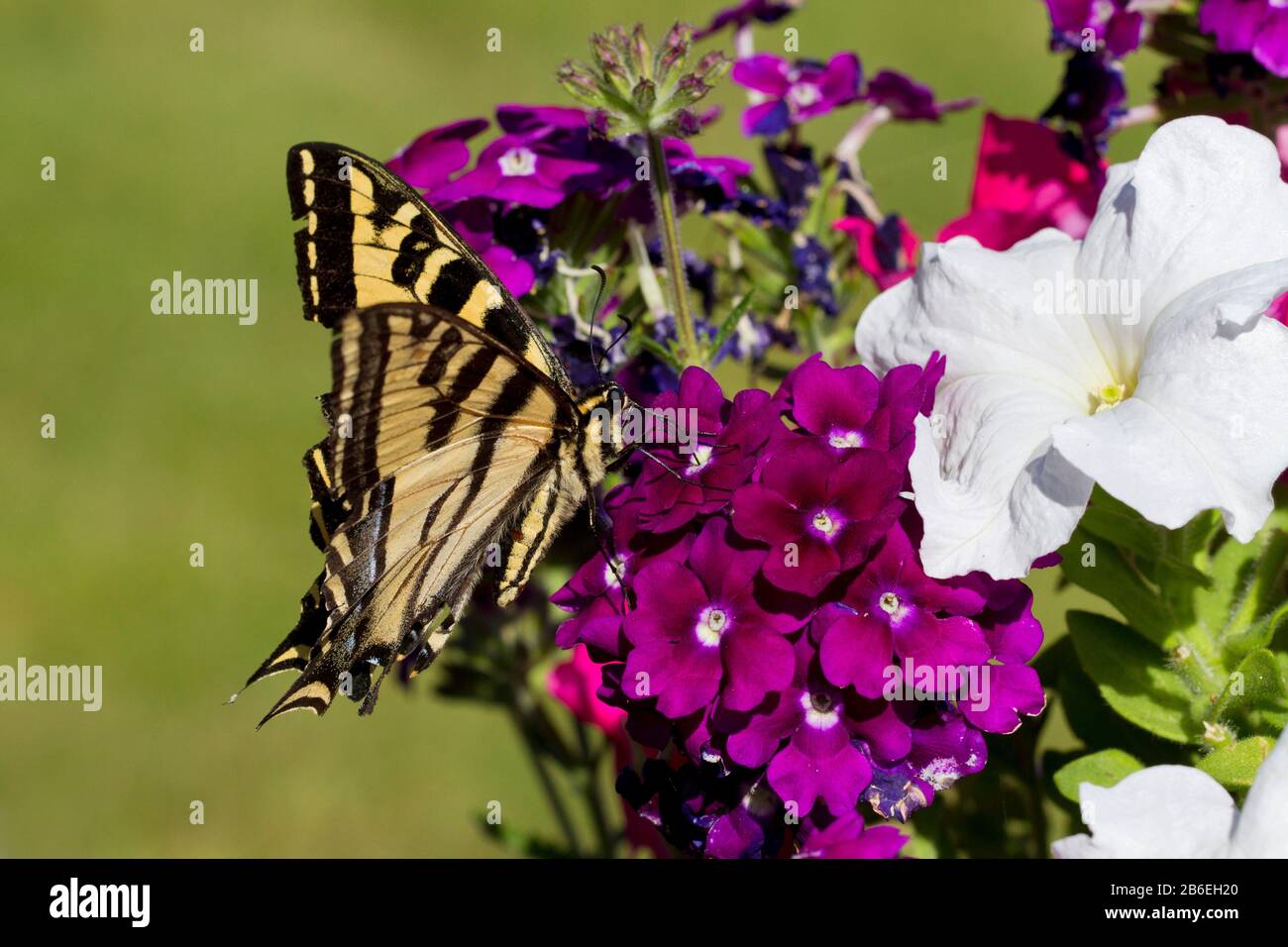 Western Tiger Swallowtail (Papilio rutulus) butterfly pollinating a petunia flower in a garden in Nanaimo, Vancouver Island, BC, Canada Stock Photo