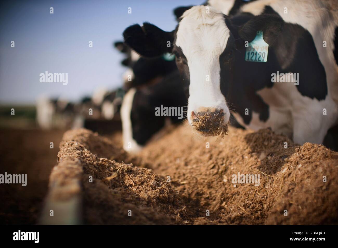 Livestock forage hi-res stock photography and images - Alamy