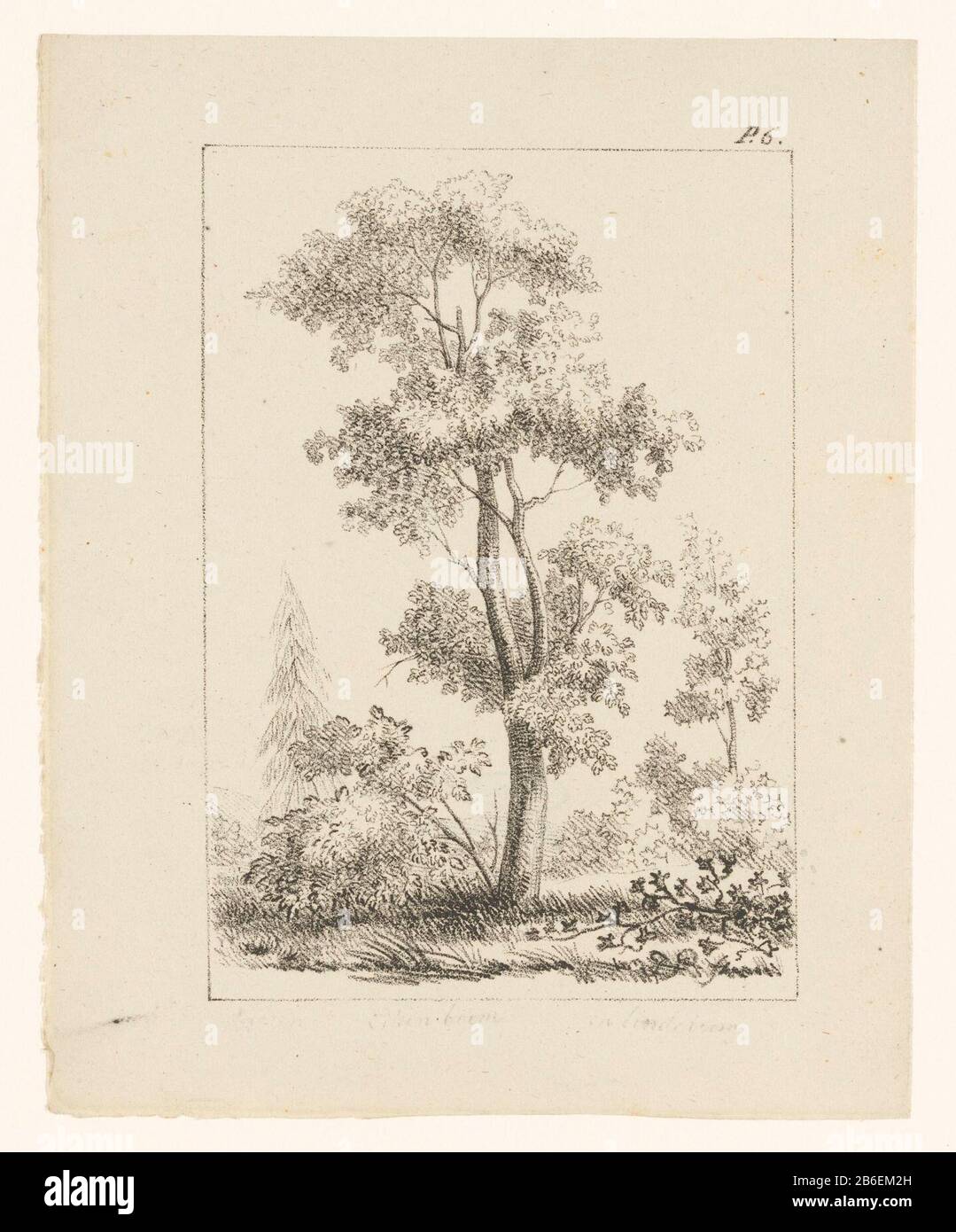 Tree in the forest, the tick art made easy (series title object) The tree is between two other trees and some bushes. Numbered upper right: P. 6. Manufacturer : print maker: anonymous publisher: Brothers of ArumPlaats manufacture: print maker: The Netherlands Publisher: Amsterdam Date: 1819 - 1837 Physical characteristics: lithography material: paper technique: lithography (technique) Dimensions: sheet: h 210 mm × W 165 mm Subject: tree forest, wood procurement and legal Stock Photo