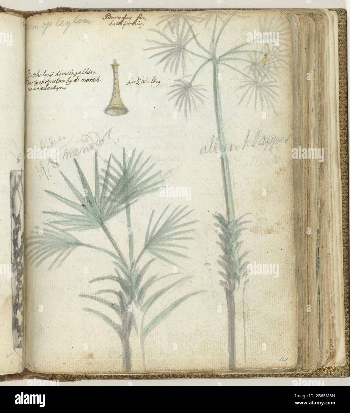 Tree in Ceylon Sinhalese schalmij Color Drawing of a (coconut) tree and a wind instrument Where: Music is played on march for the carriers of a palanquin. With inscription. Part of the sketchbook of Jan Brandes, Vol. 1 (1808), p. 101 and see Part 2, p. 136. Manufacturer : artist: Jan BrandesPlaats manufacture: Sri Lanka Date: Dec 1785 Physical features: watercolor on sketch in pencil, paintbrush color material: Paper Pencil Technique: Brush dimensions: H 195 mm × W 155 mm Date: 1785 - 1786 Stock Photo