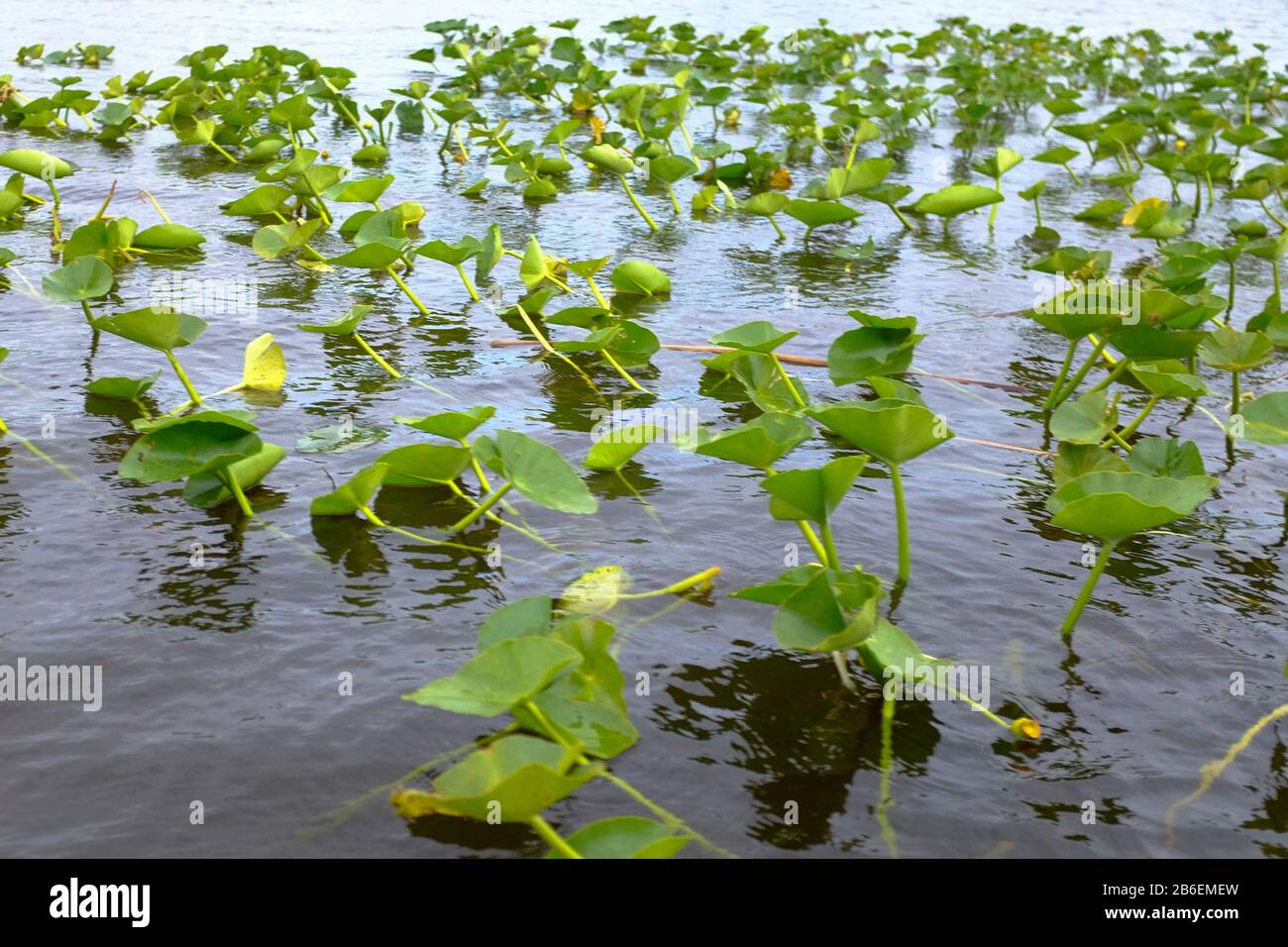 Water plants hires stock photography and images Alamy