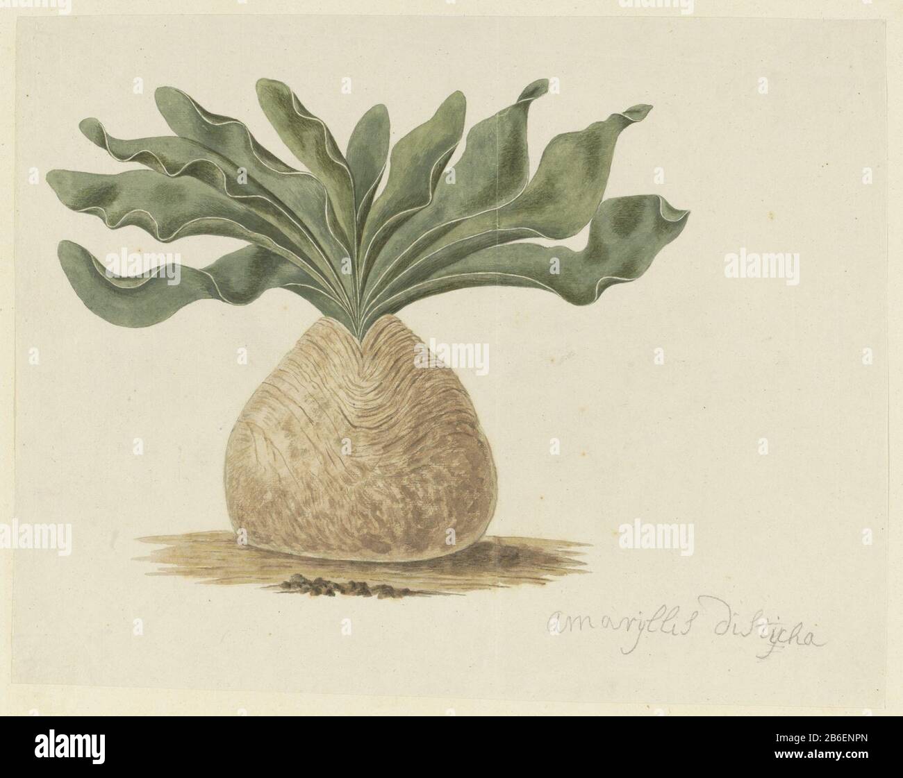 Boophone haemanthoides FM Leighton Amaryllis distycha (titel op object) Boophone haemanthoides P.M. LeightonAmaryllis distycha (title object) Property Type: Drawing album leaf Item number: RP-T-1914-18-53 Inscriptions / Brands: annotation, bottom right, pencil: 'Amaryllis distycha (in unknown handwriting) Description: Boophone haemanthoides P.M. Leighton or B. disticha (.f.) Herb. Manufacturer : artist: Robert Jacob Gordon Date: Oct 1777 - mar-1786 Physical features: brush in watercolor in colors, pencil and black chalk material: paper pencil crayons watercolor technique: Brush size: album she Stock Photo