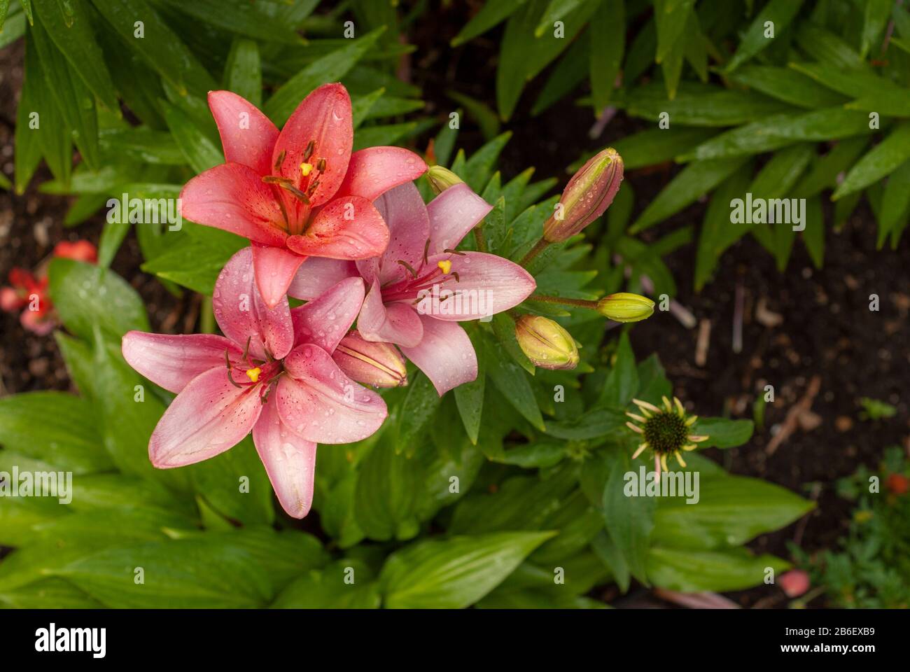 Asiatic lilies hi-res stock photography and images - Alamy