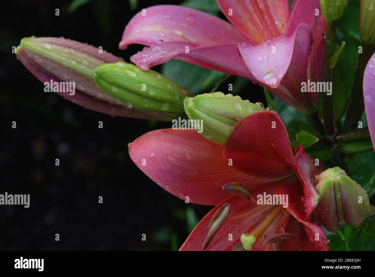 Close look at buds and flowering Pink Lilies Stock Photo Alamy
