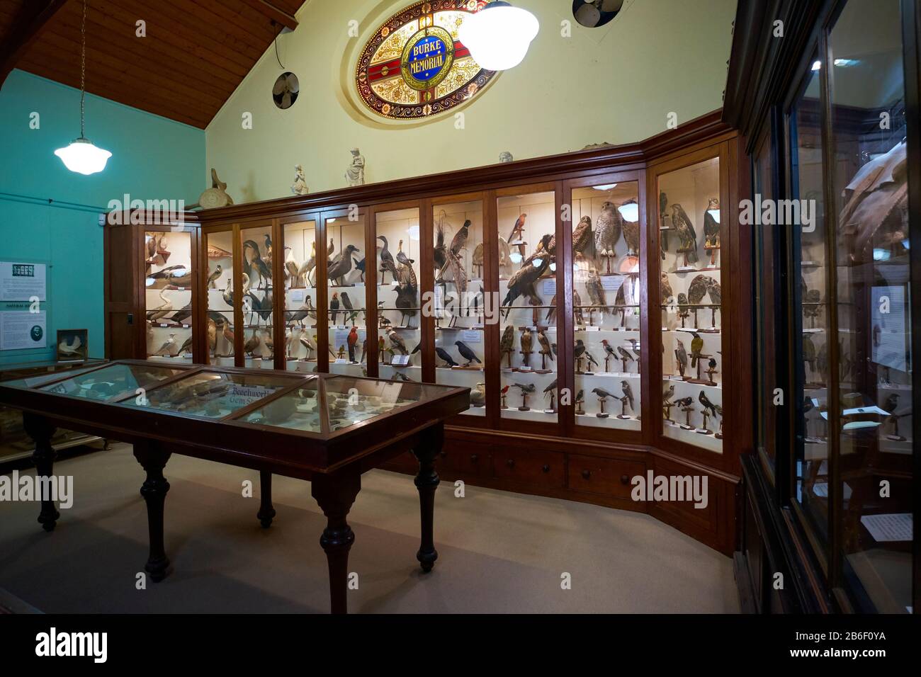 The impressive cases of  taxidermy birds at the Burke museum. In Beechworth, Victoria, Australia. Stock Photo