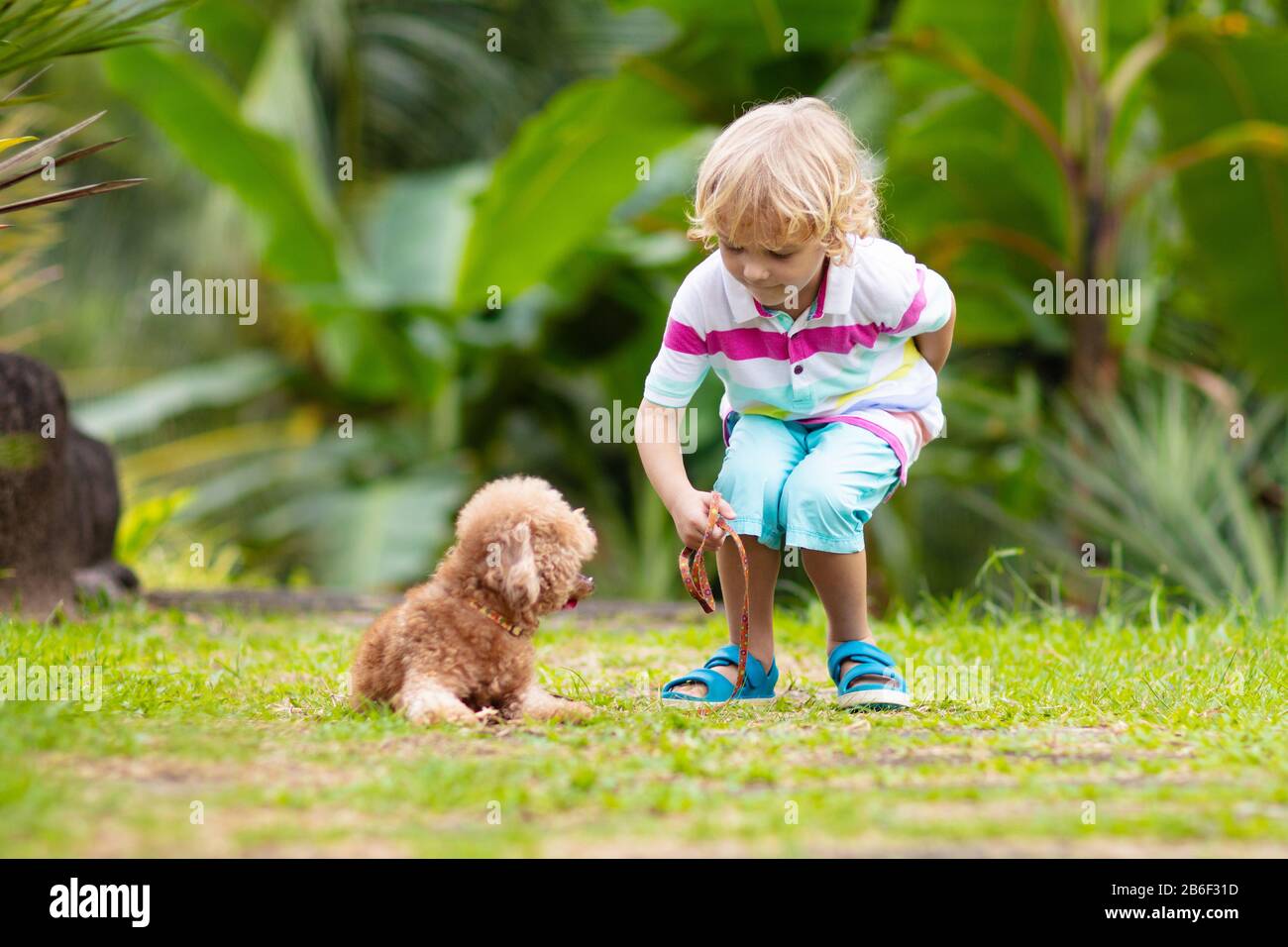 Little sale puppies playing