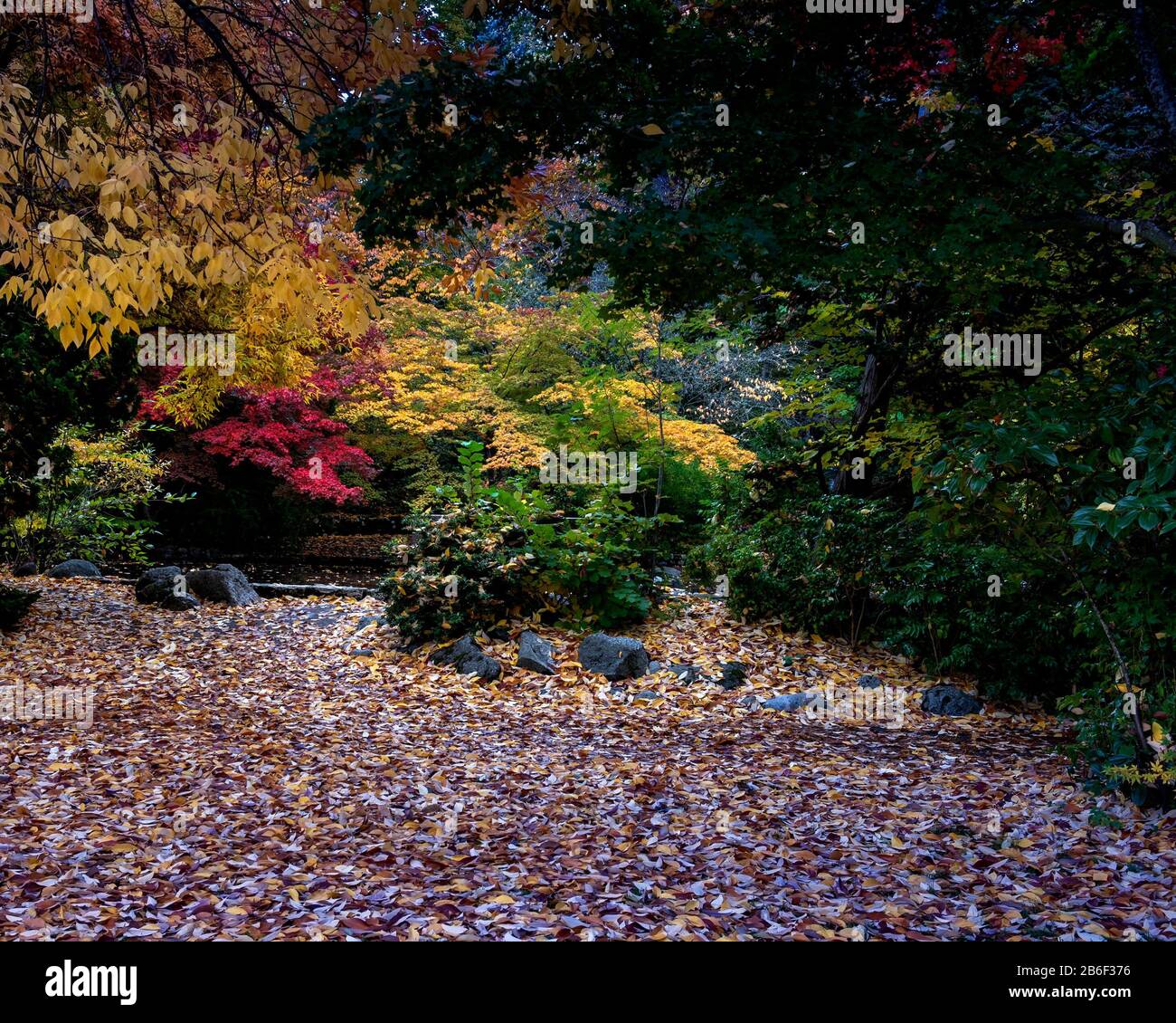Fall foliage at Lithia Park, Ashland, Oregon, USA, in the Autumn ...