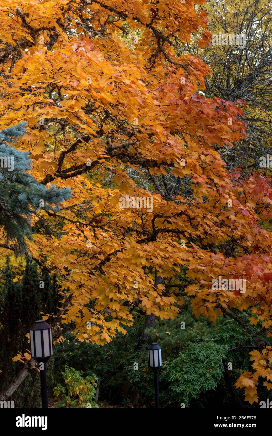 Fall foliage at Lithia Park, Ashland, Oregon, USA, in the Autumn