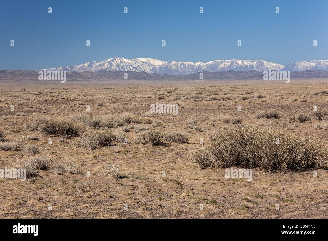 horses in the grassland of Mongolia Stock Photo - Alamy