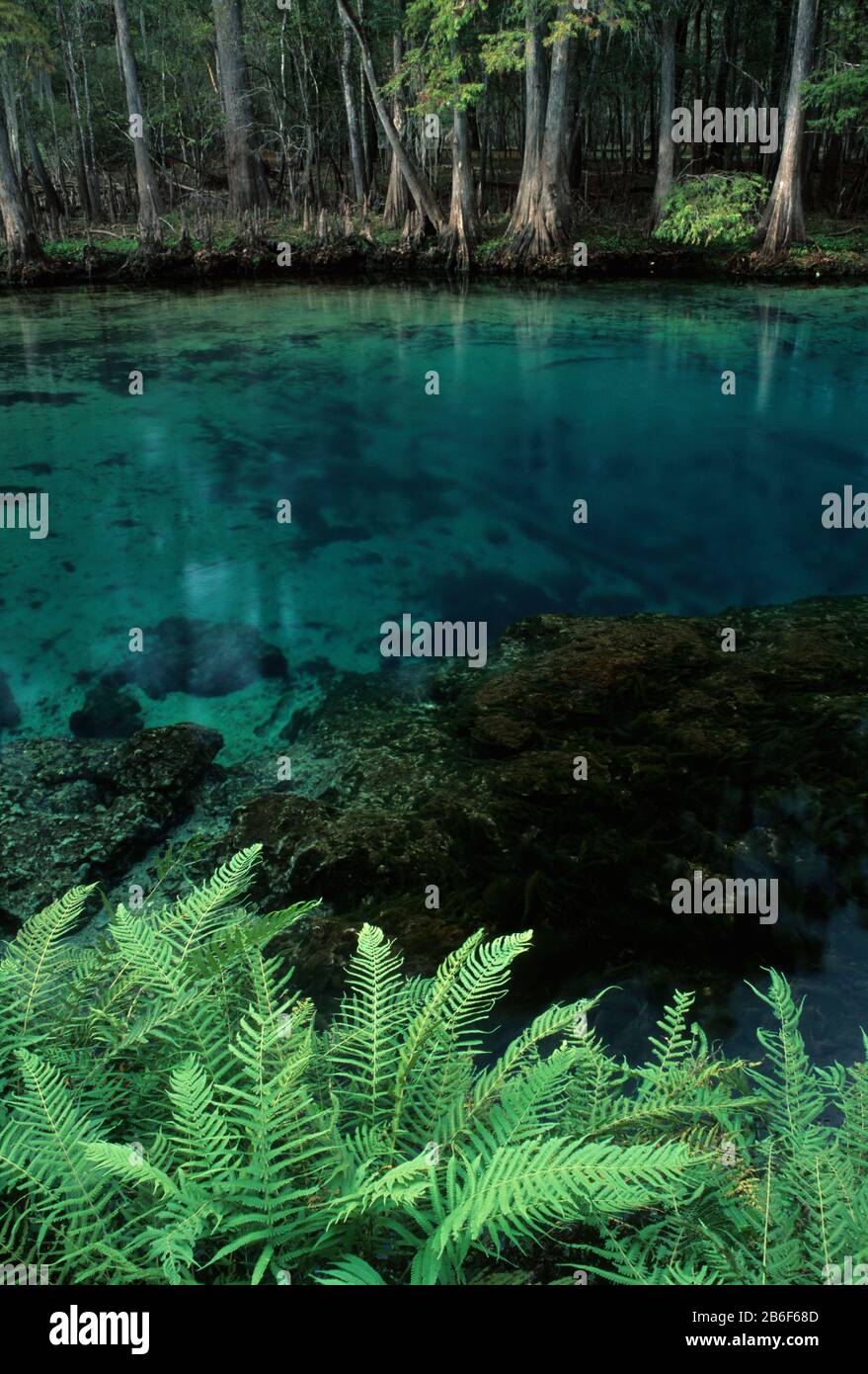 Manatee Springs, Manatee Springs State Park, Florida Stock Photo - Alamy