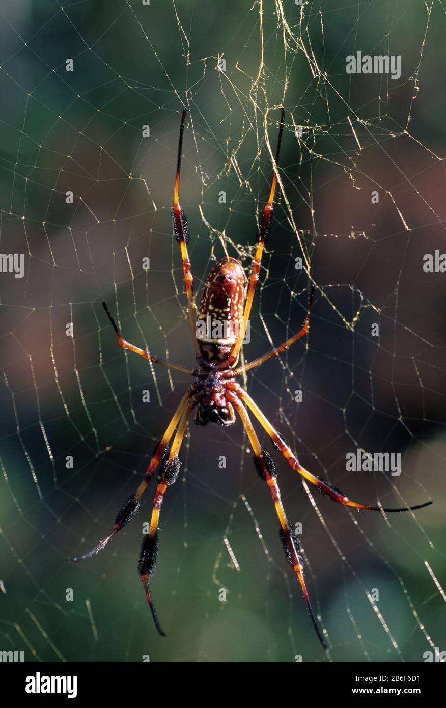 Spider along Lake Eaton Loop Trail, Ocala National Forest, Florida Stock Photo