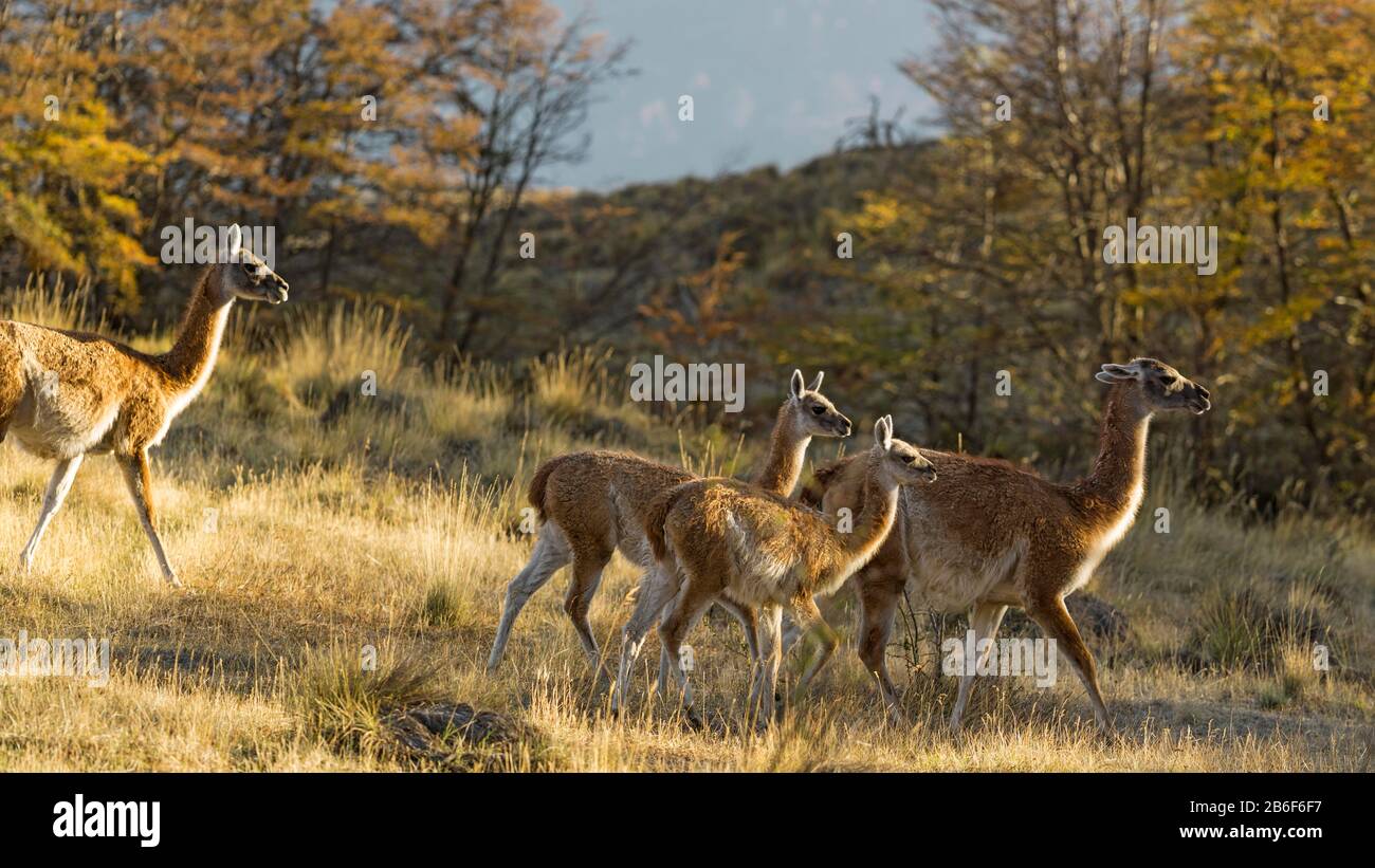 Guanacos (Lama guanicoe) in a field, Valle Chacabuco, Patagonia National Park, Aysen Region, Patagonia, Chile Stock Photo