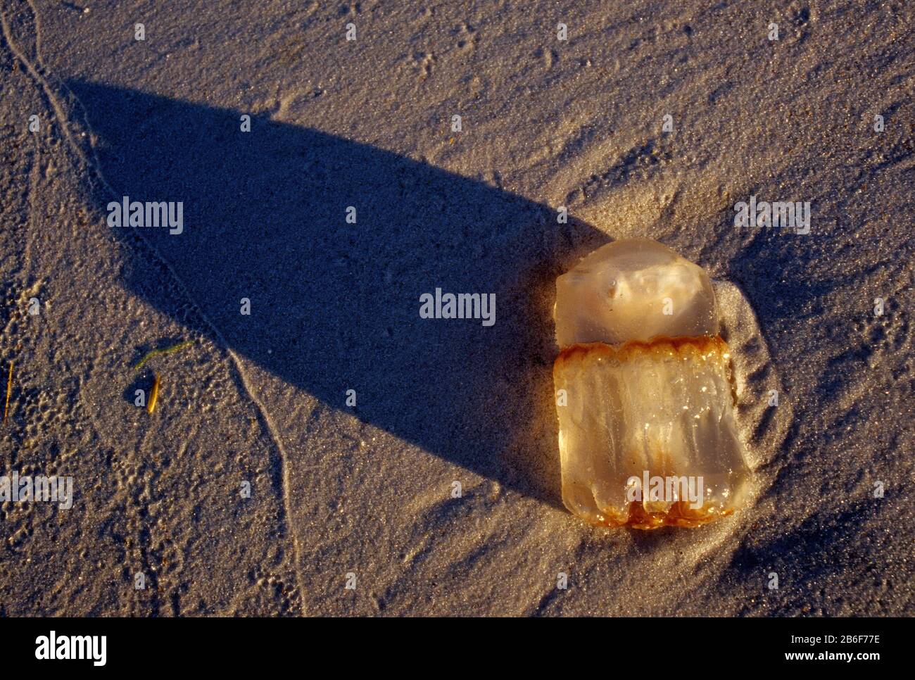 Jellyfish on beach, Fort Matanzas National Monument, Florida Stock Photo