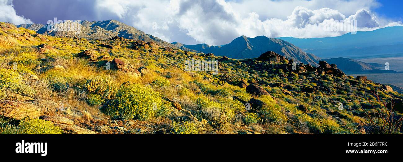 Wildflowers on rocks, Anza Borrego Desert State Park, Borrego Springs