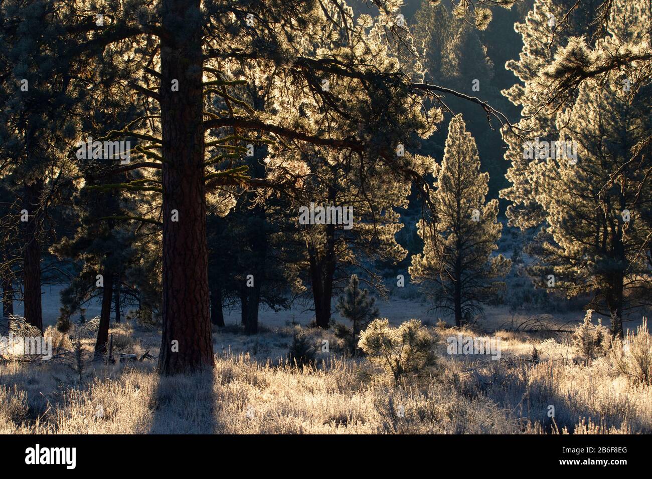 Ponderosa pine (Pinus ponderosa) needles with frost, Ochoco National Forest, Oregon Stock Photo