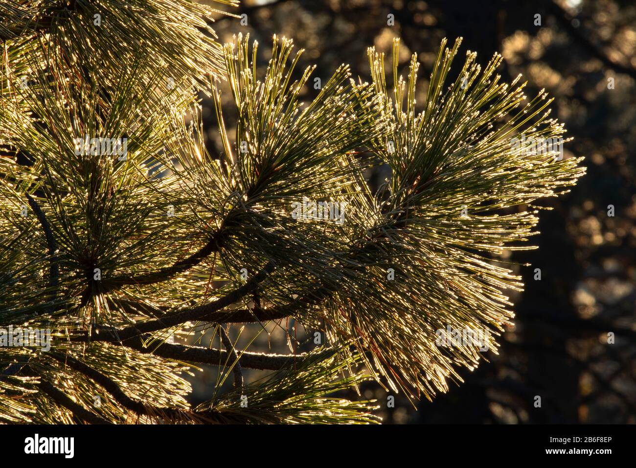 Ponderosa pine (Pinus ponderosa) needles with frost, Ochoco National Forest, Oregon Stock Photo