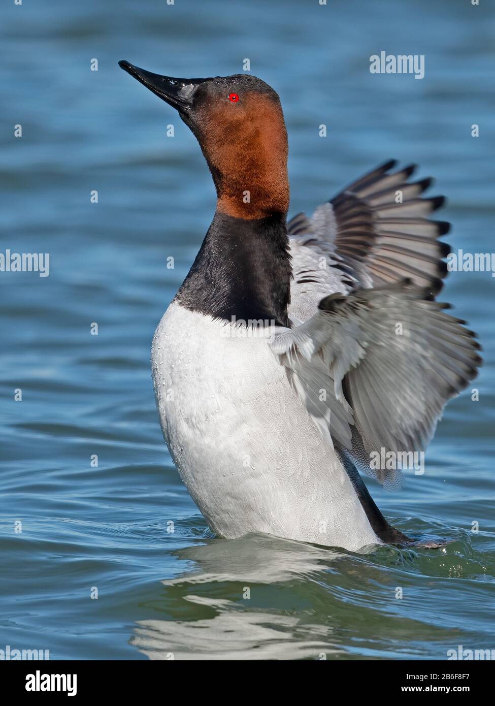 Male Canvasback Duck in the River Stock Photo Alamy