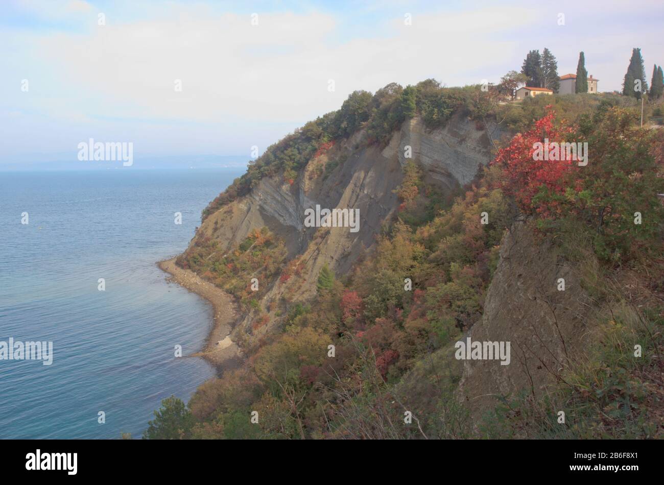 Slovenian cliff coast in autumn, Mesecev zaliv, flisch cliff between cape Kane and Strunjan salt pans, Trieste bay, Slovenia, Mediterranean Europe Stock Photo
